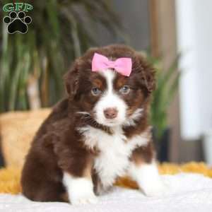 Digger, Miniature Australian Shepherd Puppy